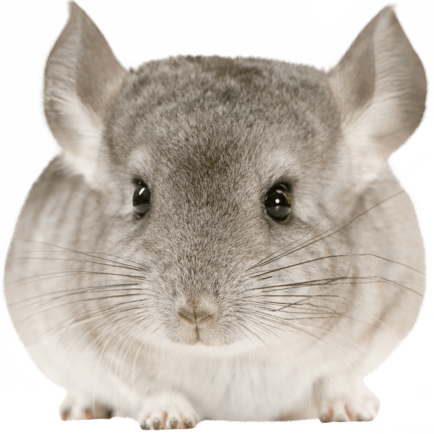 Cute Chinchilla